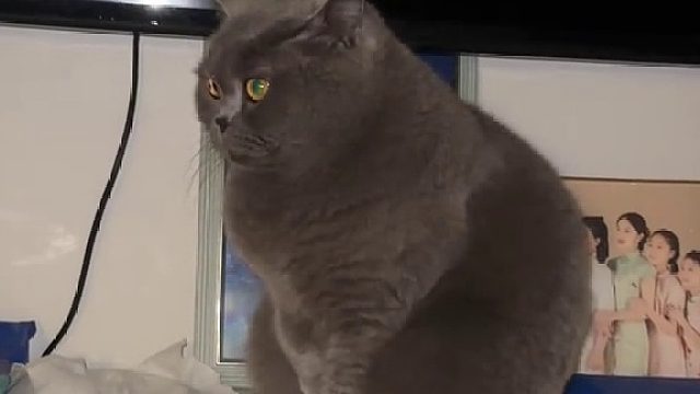 大半夜一只大耗子不吭声蹲在脸前看着你吓人