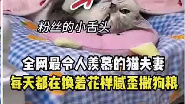 全网最令人羡慕的猫夫妻