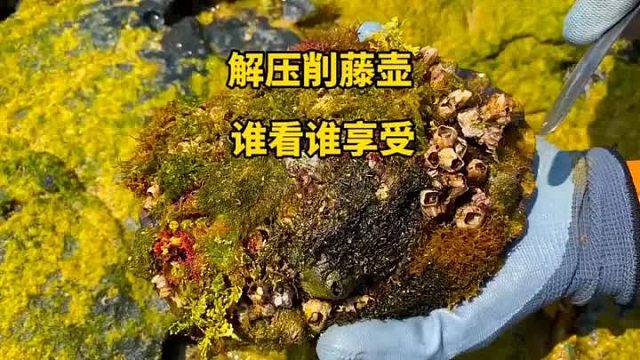 这样削藤壶你们见过吗？海龟身上长满了藤壶，削藤壶的过程极度舒适