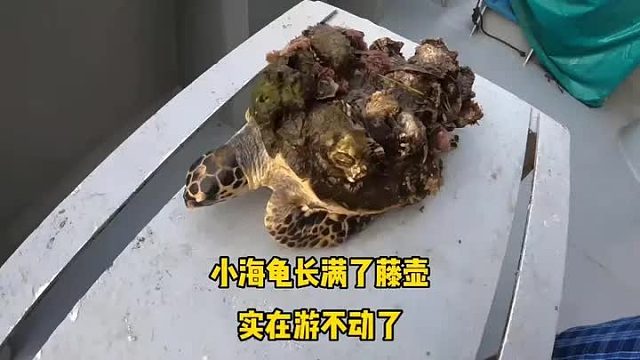 在海边遇见巨型小海龟向我求救，他的身上长满了藤壶，实在爬不动了