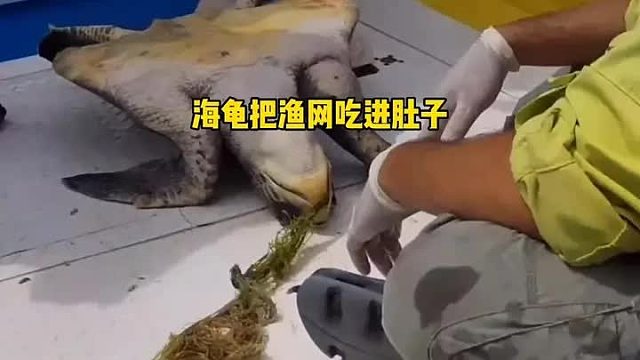 大海龟将渔网当做食物吞进肚子里，结果被折磨的痛苦不堪，解救过程太揪心了