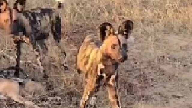 野狗群正在分食猎物，突然冲过来一只花豹夺走了猎物！