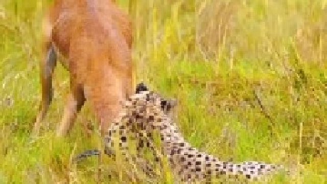 猎豹锁喉捕猎羚羊