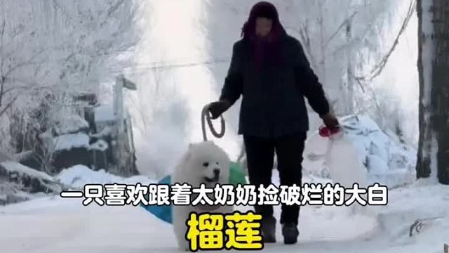 一只经常跟着太奶奶捡破烂的大白能有多快乐？