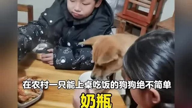 在农村一只能上桌吃饭的狗子果然不简单，不愧为老祖宗严选的狗狗