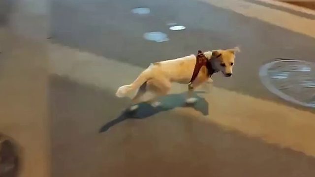 AJ多次把狗叫姿态好恶心啊