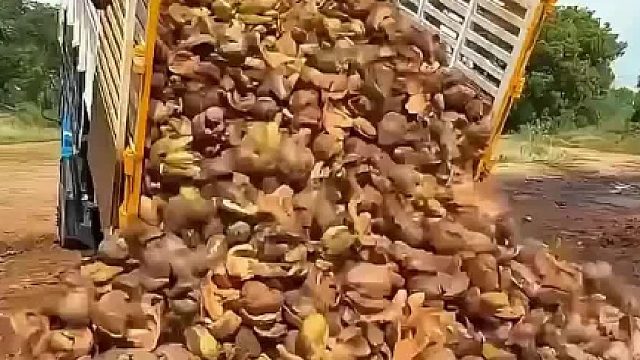 烂椰壳经过一番简单打造身价立马就翻了几十倍，看完真是涨知识了！