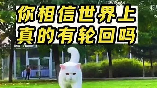 第三集 在世轮回，你相信世界上真的有回轮吗