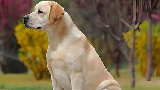 狗能源：我勒個(gè)大姐啊你有這個(gè)頭腦，可千萬別去當(dāng)資本家啊