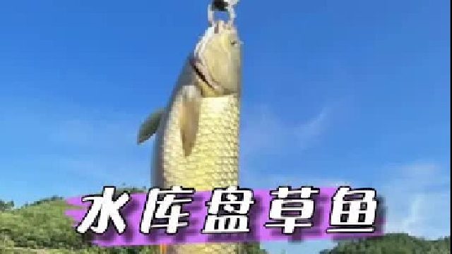 黑坑水库钓草鱼