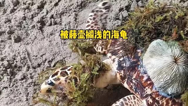 被藤壶搁浅的海龟，筋疲力尽不能跑回大海，只能被太阳暴晒。