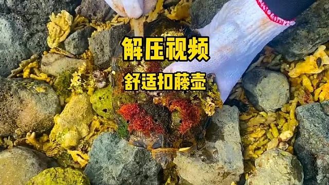 又是一只可怜的龟龟被藤壶盯上，还好被救助了，削藤壶的过程太解压了