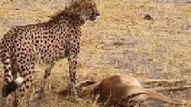 猎豹捕获羚羊后为何却如此小心翼翼？