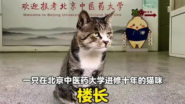 一只在中医药大学进修十年的流浪猫，被院长收养后成功逆袭