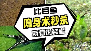 動物變色魔法：從霓虹到隱身的奇跡