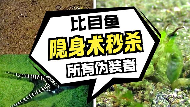 动物变色魔法：从霓虹到隐身的奇迹