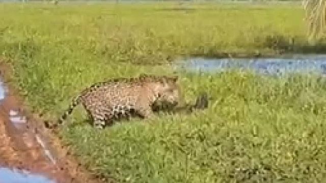 猎豹与水蚺狭路相逢