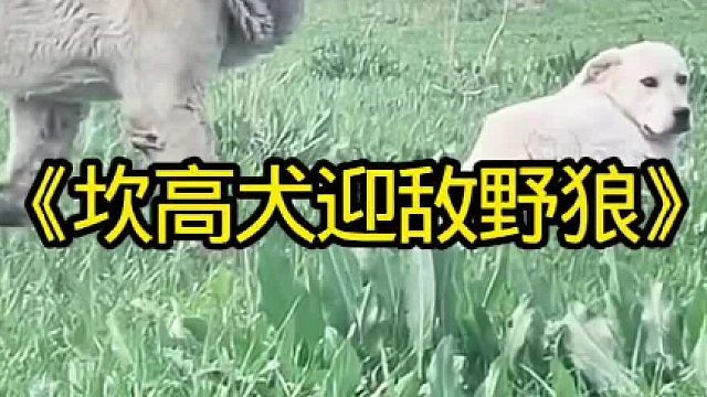 坎高犬迎敌进入牧场的野狼