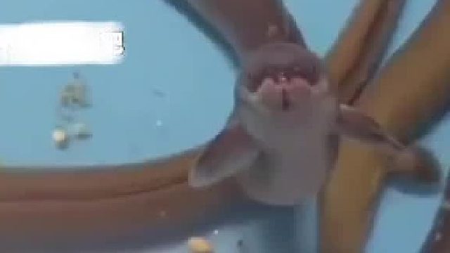 在餐馆里发现一对可爱的鳐鱼，忍不住买下来放生了