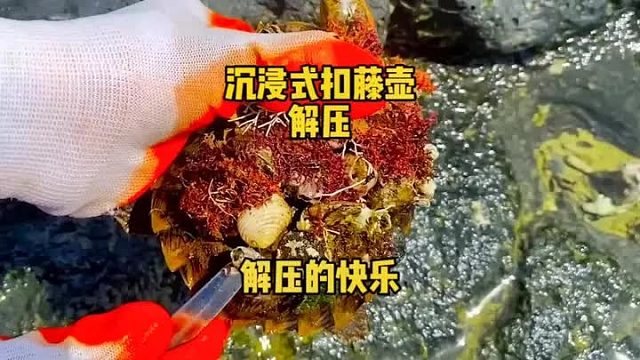 沉浸式解压，巨型老鳖身上长满了藤壶，看着一个个藤壶在手中脱落，过程太舒心了