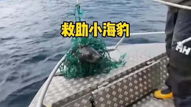 渔网把海豹折磨的痛苦不堪，即将奄奄一息的时候，遇见了救援队