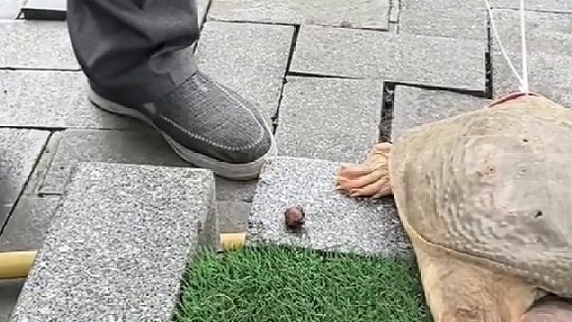 男子挑“甲鱼”售卖 被路人用软件贴脸开大