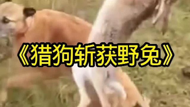 猎狗抓捕野兔
