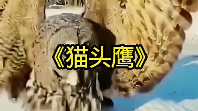 猫头鹰绝对是黑夜中的顶级猎手