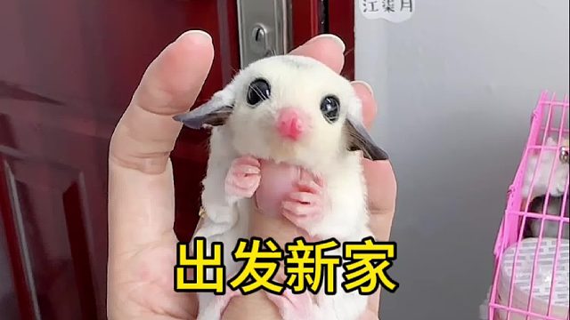 墨耳白金妹妹出发新家了，蜜生幸福哦