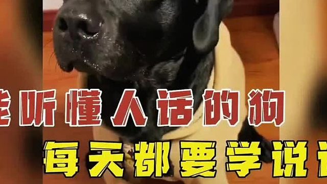 你能听懂我说话吗 (1)