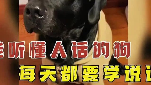 你能听懂我说话吗 (3)