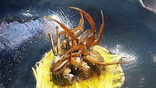 江蘇大閘蟹 江蘇常州家燒陽澄湖大閘蟹，各個飽滿有蟹黃