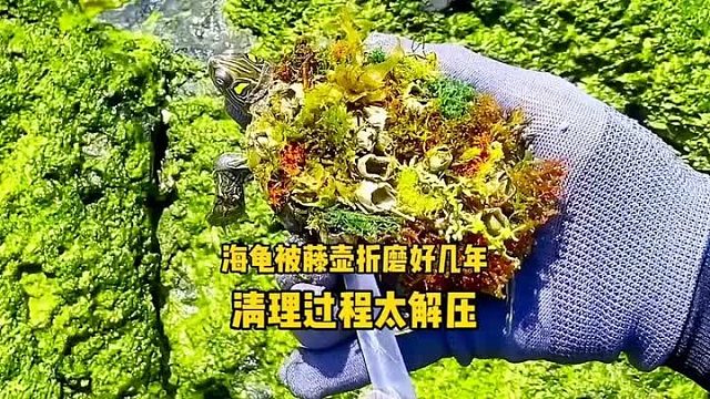 巨型海龟被藤壶折磨好几年，幸亏被好心小哥发现，清理过程太解压了，极度舒适