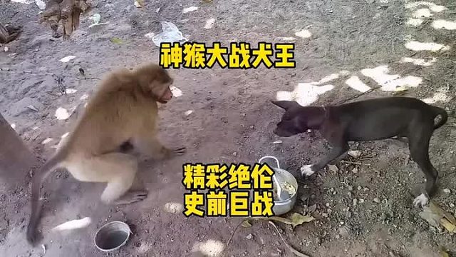 神仙打架，精彩绝伦，神猴大战犬王