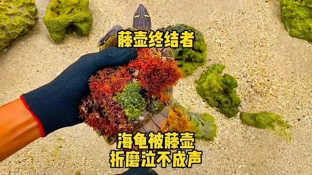 海龟被藤壶折磨的痛苦不堪，还好遇见了藤壶终结者