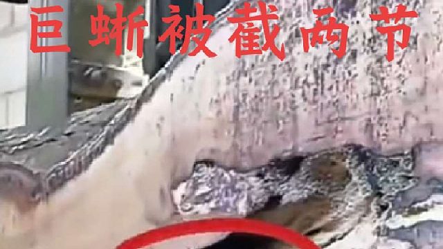 悲催的巨蜥三嫂藏在树洞里被锯