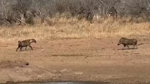 疣猪蓬蓬跑到掠食者跟前装杯失败