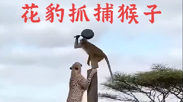 花豹费劲心思抓捕猴子最后却悲剧了