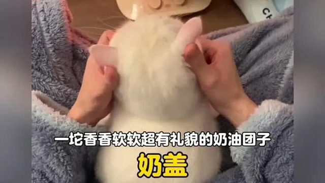 谁能拒绝一坨香香软软超有礼貌的奶油团子