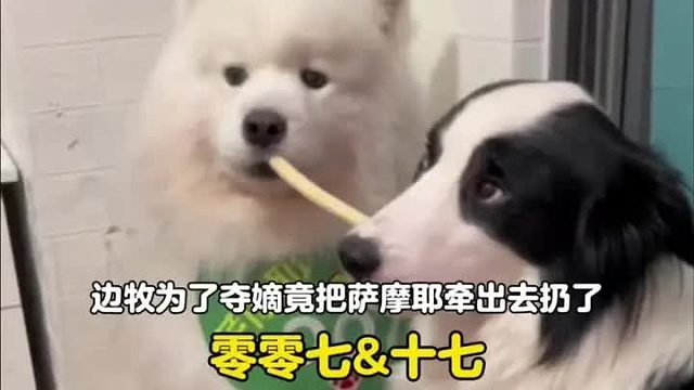 狗是人类最好的朋友，却不是狗最好的朋友 一只边牧为了夺嫡竟把家里的萨摩耶牵出去扔了