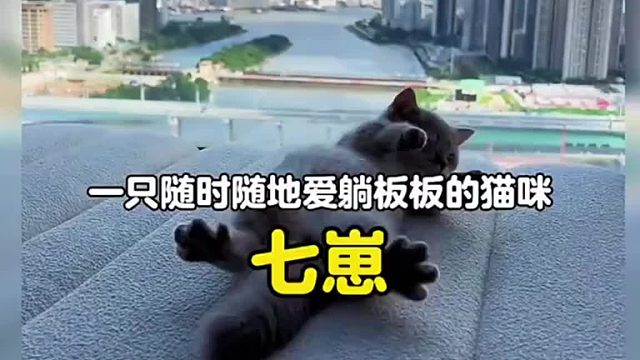 一只随时随地爱躺板板的猫咪  (1)