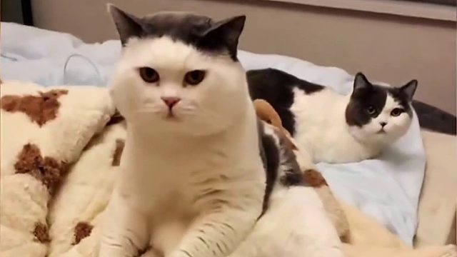 一只随时随地爱躺板板的猫咪  (2)