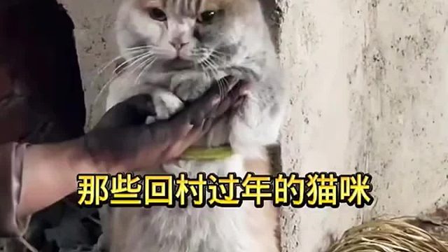 盘点那些回村过年的猫咪