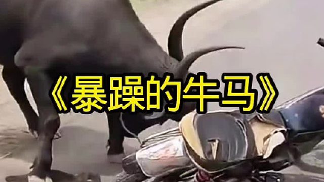 暴躁的老牛居然袭击主人