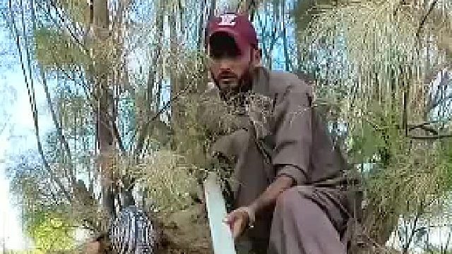 三哥抓眼镜蛇有意思  ​​​