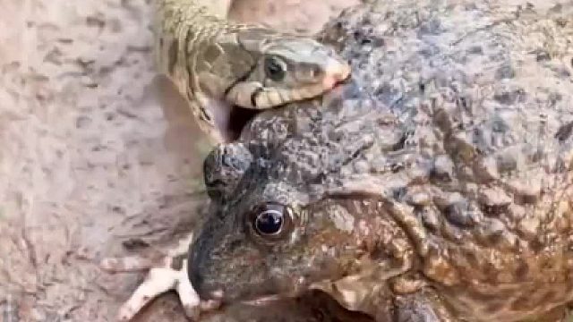 哇啊，不可思议的一幕，小蛇也能吞大蛤蟆 ​​​