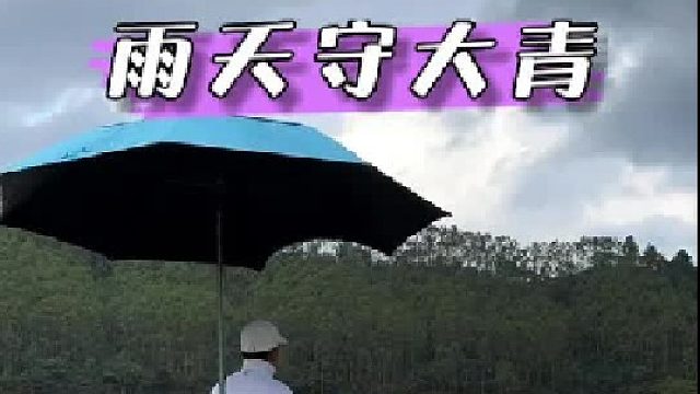 雨天守大青。