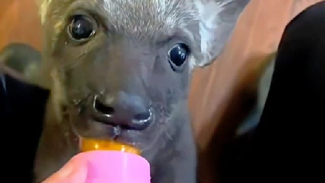 女孩在菜园里意外发现一只奇怪的小狗，没想到它长大后惊艳众人