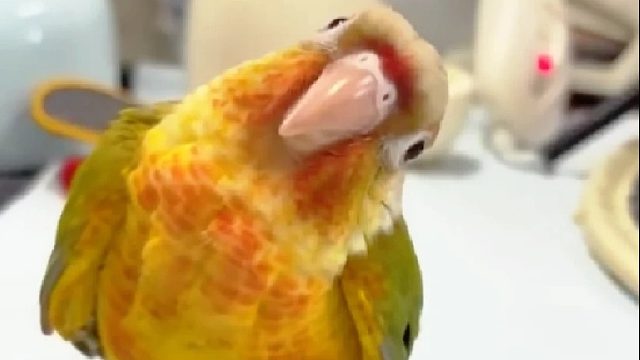 女孩在下班回家时捡到一只奇怪的鸟，没想到它身怀多技十分的聪明