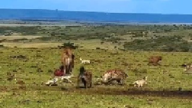 当狮群进食结束后，鬣狗和胡狼开始清理现场！